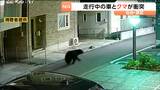 「仙台のクマ目撃件数は32件で2025年の10倍以上」泉区の市道で軽乗用車とクマが衝突する事故　|　宮城のニュース│tbc NEWS│tbc東北放送