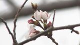 鹿児島で桜の開花発表 去年より5日早く 満開は4月1日予想 | 鹿児島のニュース|MBC NEWS|南日本放送