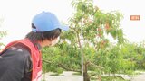 度重なる農作物の盗難 防止対策に県が補助|TBS NEWS DIG