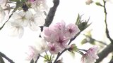 熊本城の新種サクラ名は「八十姫（やそひめ）」に決定！　名前の由来は加藤清正の娘…「苦労がないように」と願う復興への思い　投票5797票の過半数が支持|TBS NEWS DIG