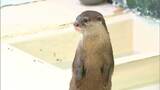 生後半年のコツメカワウソ赤ちゃん3匹 新屋島水族館で一般公開 活発になる朝と夕方が見学におすすめ【香川】|TBS NEWS DIG