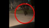 【クマ出没】住宅街でクマ目撃相次ぐ　紋別市では未明の住宅街を疾走、札幌市中央区でも道路脇の茂みに体長2mほどの1頭　|　北海道のニュース｜HBC北海道放送