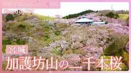 加護坊山の二千本桜 【JNN sakuraドローンDIG 2024】|TBS NEWS DIG