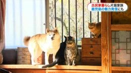 古民家暮らしの犬猫4きょうだい　“ほっこりする日常”を切り取ったフォトブックは鹿児島のPRにも『ももと天空の月』|TBS NEWS DIG