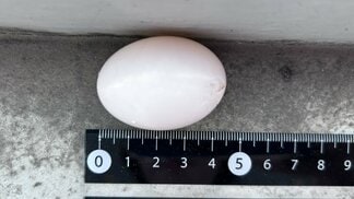 ベランダで見つけた「ハトの卵」勝手に捨てたら法律違反！？ 市役所に聞いて、正しく処理してみたら意外と…　＜2025年アーカイブス＞　|　熊本のニュース｜RKK NEWS｜RKK熊本放送