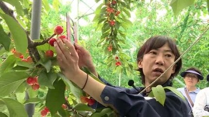 大玉サクランボ「ジュノハート」ブランド浸透へ県と生産者が連携 山形