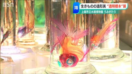 透明標本で魅せる「造形美」 泳いでいる“いきもの”の骨格や構造を知る