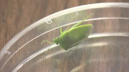 これから「カメムシが多そうなのは…」農水省が3地方を発表 遭遇したら