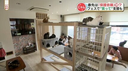 猫の日】熊本県内のネコ事情「保護猫カフェの費用は毎月60万円以上
