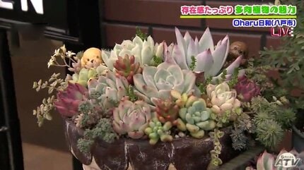 趣味が高じて専門店をオープン！多肉植物のある暮らし 初心者に