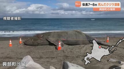 北海道興部町の海岸にクジラ漂着 体長7～8メートルほど 18日夜から19