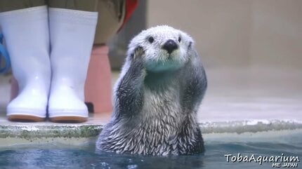 122頭→3頭に ラッコが水族館で見られなくなる？ 飼育歴40年のベテラン