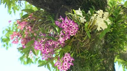 ピンクの着生ラン科植物 ピンクの着生ラン科植物 樹に