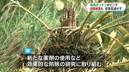 奄美大島のソテツがピンチ ナリ味噌文化どうなる… 壊滅的な危機に