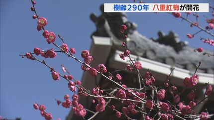 紅色が花が一足早く春告げる 樹齢290年の八重紅梅が開花 | 名古屋