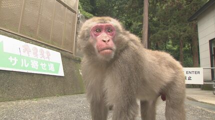 新リーダーは還暦オスザルのナルト「頭の毛が渦巻いててかわいい」高崎