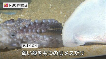 貝殻　標本　チリメンアオイガイ アオイガイ(国産）B品【11cm以下/1個】 - Not for overseas sale - 貝殻