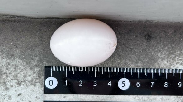 ベランダで見つけた「ハトの卵」勝手に捨てたら法律違反！？ 市役所に聞いて、正しく処理してみたら意外と…　＜2025年アーカイブス＞　|　熊本のニュース｜RKK NEWS｜RKK熊本放送