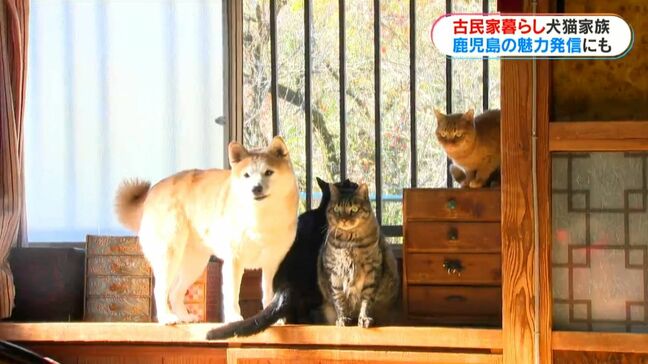 古民家暮らしの犬猫4きょうだい　“ほっこりする日常”を切り取ったフォトブックは鹿児島のPRにも『ももと天空の月』|TBS NEWS DIG