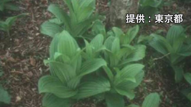 山菜採りシーズンに注意！　有毒植物「バイケイソウ」のお浸しを食べた50代男性が救急搬送 都が食中毒と断定　山菜「ウルイ」と間違えたか　東京・福生市|TBS NEWS DIG