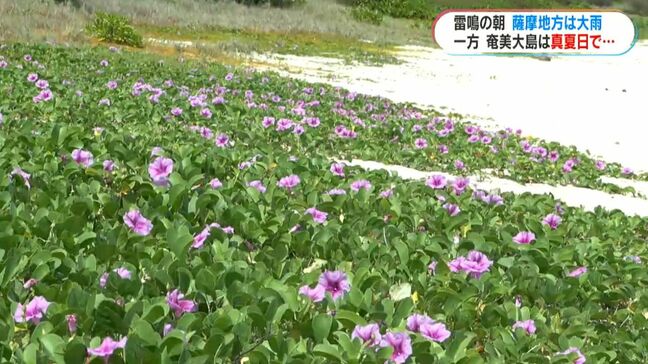 薄紫色のグンバイヒルガオ 奄美の海岸で可憐に揺れる…薩摩地方では雷雨も 鹿児島|TBS NEWS DIG