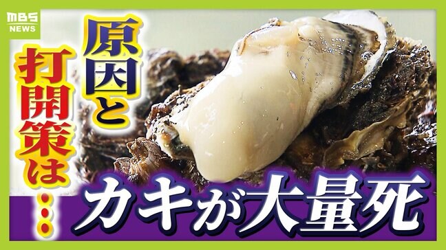 【８～９割のカキが死んだ】冬の味覚がピンチ！瀬戸内海のカキに何が起きた？考えられる原因は「異常な高水温」「エサ不足」打開策はある？|TBS NEWS DIG