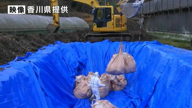 鳥インフルエンザが発生した養鶏場で約2万4,000羽の殺処分が完了 県が発表【香川・東かがわ市】|TBS NEWS DIG