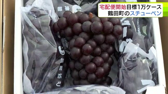 「果汁の甘さ楽しんで」青森県鶴田町が栽培面積・生産量日本一を誇る特産品のブドウ『スチューベン』 日本全国に届ける宅配便の第一便が出発 粒は小さいながらも糖度が上がって甘み詰まった出来|TBS NEWS DIG