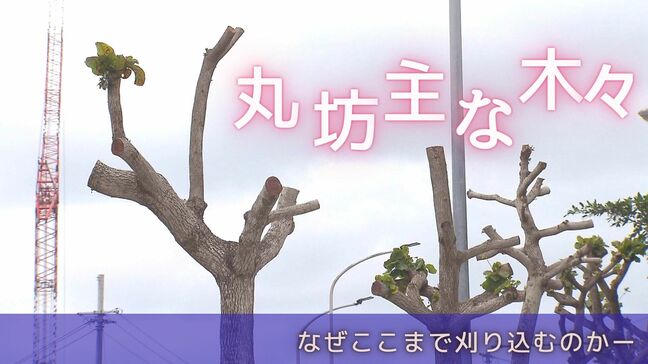 「奥まで木々が丸坊主」街路樹のやりすぎ剪定は何のため?『強剪定』の裏にあるのは|TBS NEWS DIG