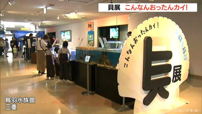 三重･鳥羽水族館で｢貝展 こんなんおったんカイ！｣ 真珠養殖に使うアコヤガイや“日本三名宝”タカラガイの展示など |TBS NEWS DIG