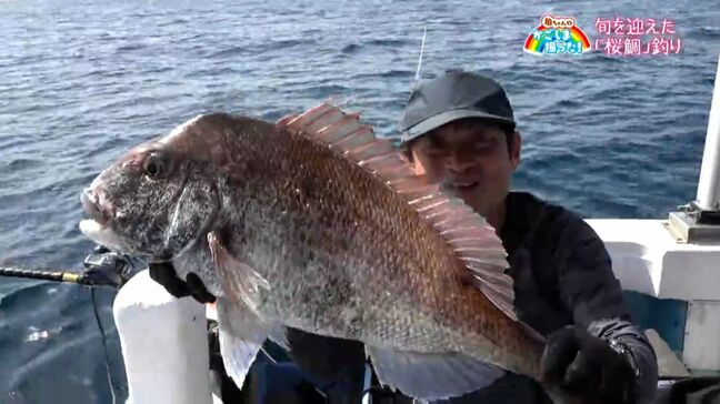 旬を迎えた「桜鯛釣り」指宿市【亀ちゃんのかごしま撮った】|TBS NEWS DIG