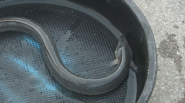 生きたうなぎは約9割・加工品はほぼ100%を中国から輸入 「ワシントン条約」でどうなる?輸出入の規制で流通量減少に価格高騰の懸念も|TBS NEWS DIG