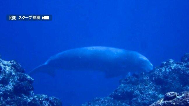 目撃者「夢のようだった」　沖縄・久米島近海で絶滅危惧種の「ジュゴン」発見か　県内では2019年以来個体の確認なし|TBS NEWS DIG