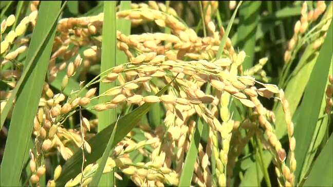 主食用コメの予想収穫量34万500トン「前年産に比べ1万6700トン増」宮城のコメ作況指数は全国最高『107』で作柄も『良』|TBS NEWS DIG