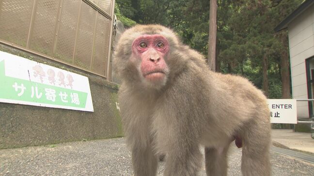 新リーダーは還暦オスザルのナルト「頭の毛が渦巻いててかわいい」高崎山2年ぶり就任式　大分|TBS NEWS DIG