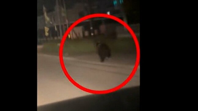 【クマ出没】住宅街でクマ目撃相次ぐ 紋別市では未明の住宅街を疾走、札幌市中央区でも道路脇の茂みに体長2mほどの1頭|TBS NEWS DIG