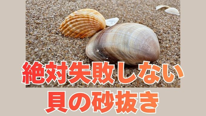 【潮干狩り】絶対失敗しない「貝の砂抜き」死んだ貝の見分け方は？アサリは3時間 ハマグリは6時間以上「海水を持ち帰る」のがコツ【大潮】|TBS NEWS DIG