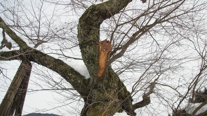樹齢570年「尾所（おそ）の桜」枝8メートルが折れる　“最強寒波”の影響か【岡山・津山市】|TBS NEWS DIG