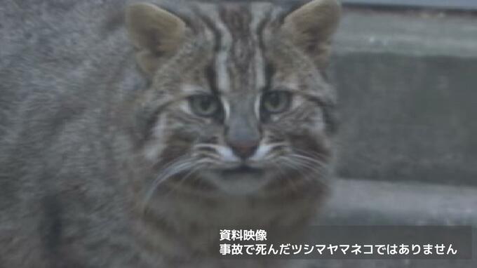 ツシマヤマネコの死骸見つかる　独り立ち後に交通事故か　長崎　|　長崎のニュース | 天気 | NBC長崎放送
