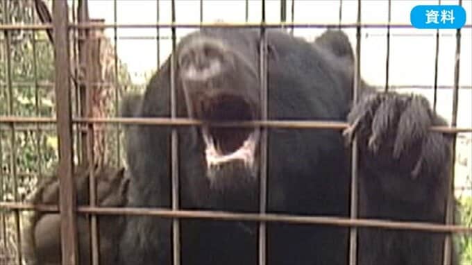 クマに襲われ２９歳の男性作業員がけが　山梨・笛吹市　|　山梨のニュース | ＵＴＹテレビ山梨