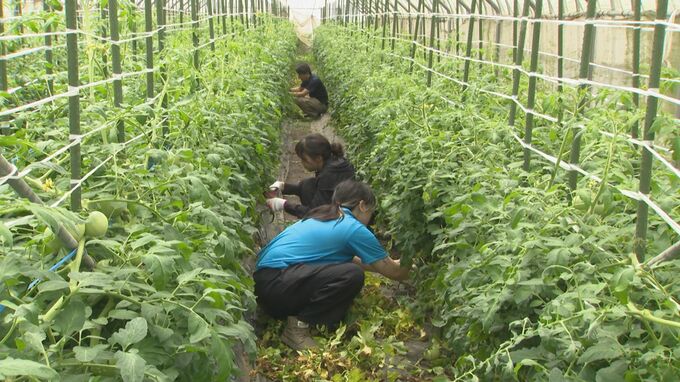 台湾の大学生が阿蘇市で農業ボランティア　息の長い復興支援にトマト農家「台湾は大事な隣人　助かります」　　　|　熊本のニュース｜RKK NEWS｜RKK熊本放送