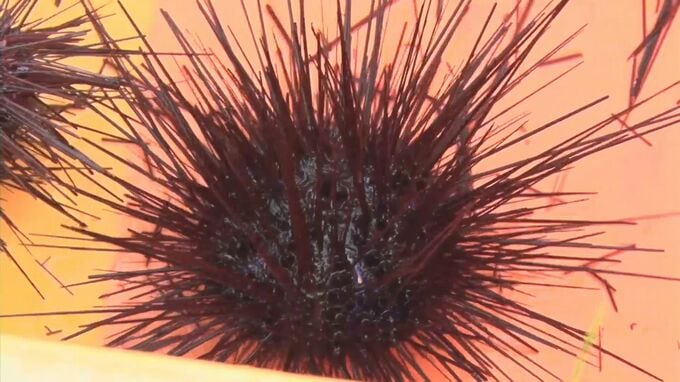 高校生が選んだのは「苦み」「臭み」が強いウニ…水餃子でオリジナルの缶詰日本一を目指す！「LOCAL FISH CANグランプリ2023」　|　BSSニュース | BSS山陰放送