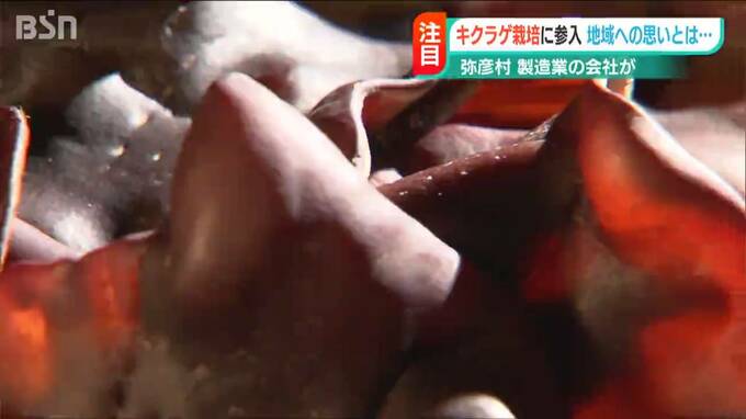 特大キクラゲを“はんこ屋さん”が生産する理由　|　新潟のニュース・天気｜BSN NEWS｜BSN新潟放送