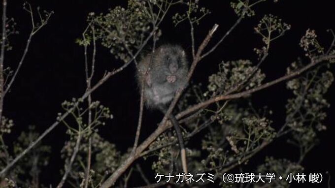 実はグルメな琉球列島固有種「ケナガネズミ」　季節で食べる餌の「硬さ」が変わる　アマミノクロウサギは普通のウサギの5倍かけてゆっくり成長|TBS NEWS DIG