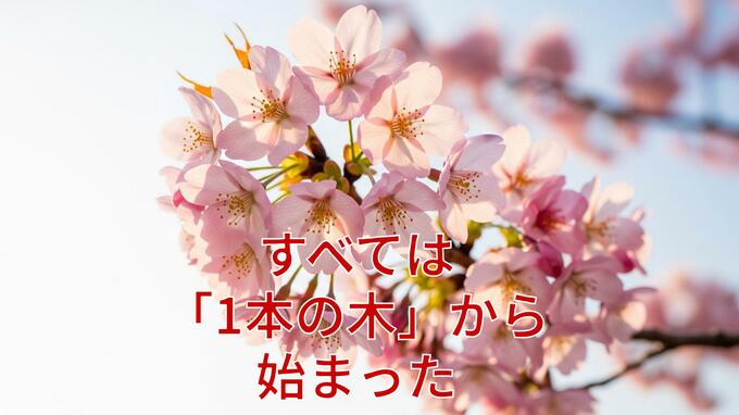 すべては「1本の木」から始まった…日本の春を彩るソメイヨシノの正体|TBS NEWS DIG