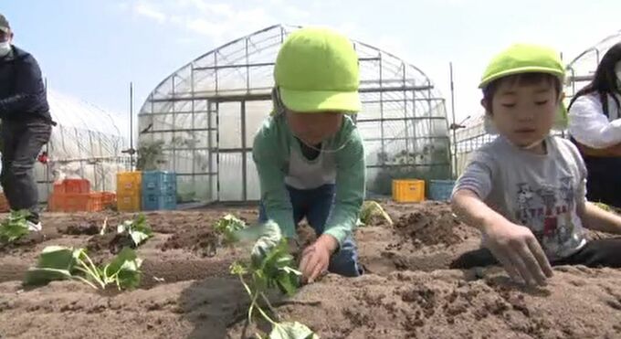 「おうちでスイートポテトにしたい」　金沢の伝統野菜“五郎島金時”を園児が苗植え 　|　石川県のニュース｜MRO北陸放送