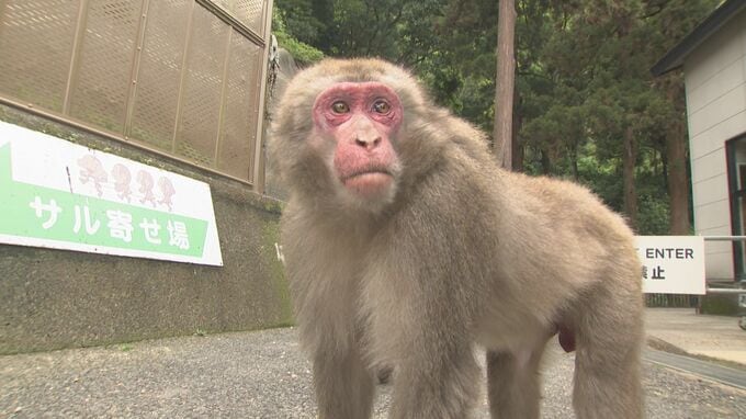 新リーダーは還暦オスザルのナルト「頭の毛が渦巻いててかわいい」高崎山2年ぶり就任式　大分　|　大分のニュース｜OBS NEWS｜大分放送