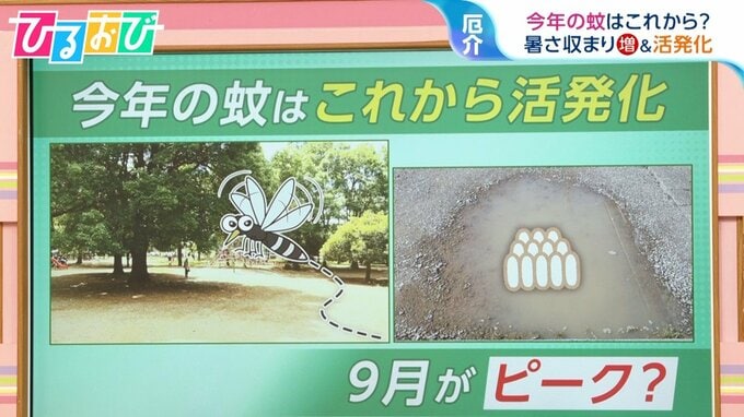 「家に入るときにフェイント」が有効！?今年の『蚊』は9月から？活発化する蚊に刺されない方法【ひるおび】|TBS NEWS DIG