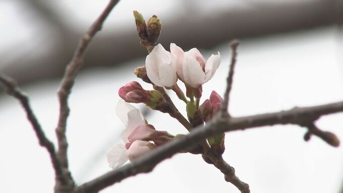 鹿児島で桜の開花発表　去年より5日早く　満開は4月1日予想　|　鹿児島のニュース｜MBC NEWS｜南日本放送