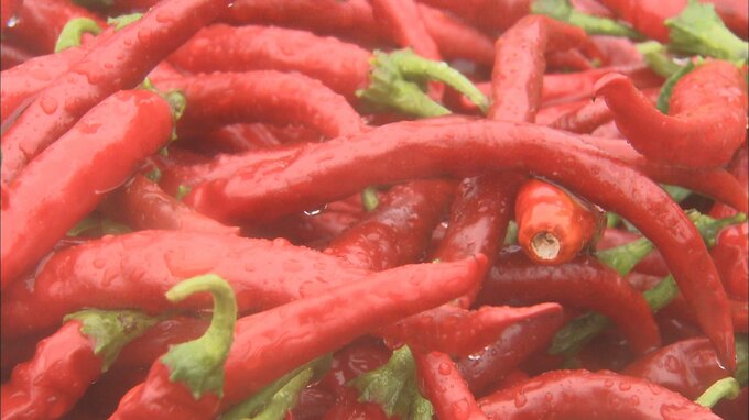 激辛トウガラシ　その名も「げきから」で町おこしを　地元の高校生らが定植　一味唐辛子やラー油に　富山・入善町　|　富山のニュース｜天気・防災｜チューリップテレビ